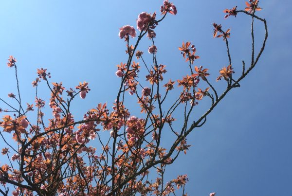 Cerisier protocole reflexologie printemps